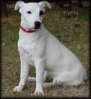 Étalon Jack Russell Terrier - Prune (Sans Affixe)