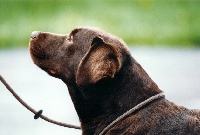 Étalon Labrador Retriever - Milady du taillis madame