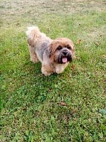 Étalon Lhassa Apso - Nirvana Du Royaume De Sacrés
