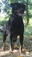 Étalon Rottweiler - Moldavie des Compagnons D'Ukraine