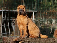 Étalon Shar Pei - Liqueur de piment dite pili-pili du Bouquet d'Epices