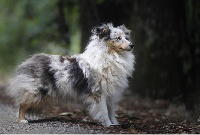 Étalon Shetland Sheepdog - Odette toulemonde du Clan Des Fouinettes