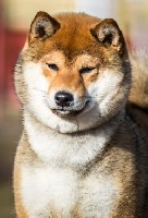 Étalon Shiba - CH. exceligmos Akimo