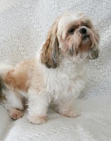 Étalon Shih Tzu - ever dream Isatys