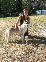 Étalon Siberian Husky - Obsession Of cool water