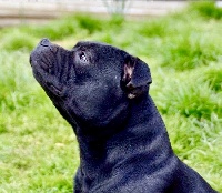 Étalon Staffordshire Bull Terrier - Louise black D'elle De La Crique