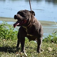 Étalon Staffordshire Bull Terrier - Micha Bluedogcity