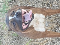 Étalon Staffordshire Bull Terrier - Loca (Sans Affixe)