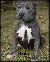 Étalon Staffordshire Bull Terrier - Nouba (Sans Affixe)