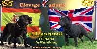 Étalon Staffordshire Bull Terrier - CH. legendstaff El diablo du kurdistan