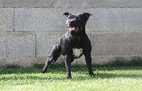 Étalon Staffordshire Bull Terrier - Cariños Team Oxye