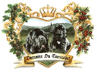 Étalon Terre-neuve - Namaste-versailles du domaine du Taennchel