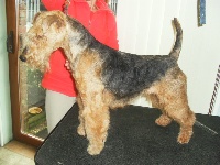 Étalon Welsh Terrier - Nabila Du mas des rêves