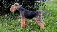 Étalon Welsh Terrier - Ophélie Du mas des rêves
