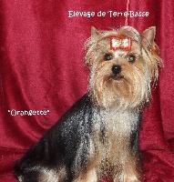 Étalon Yorkshire Terrier - Orangette de terre basse