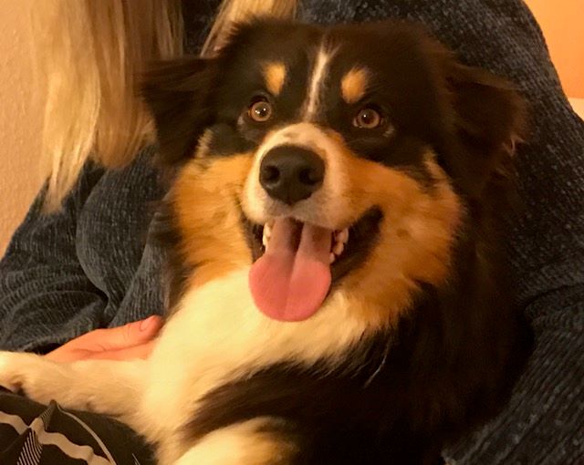 Accueil Elevage Du Domaine Du Clos De La Place Eleveur