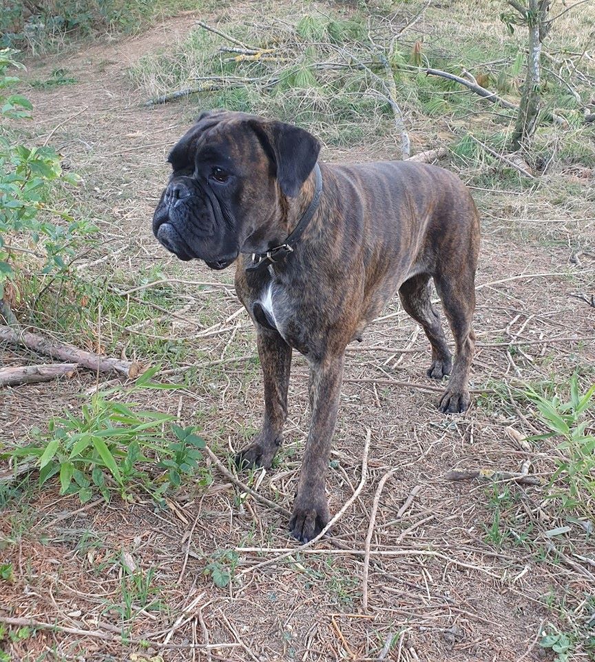 Chien Boxer Night is black forever dit nighty des Tendres Rebels