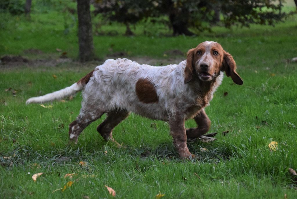 Chiot Elevage Du Val Des Houchis eleveur de chiens Chien dOysel