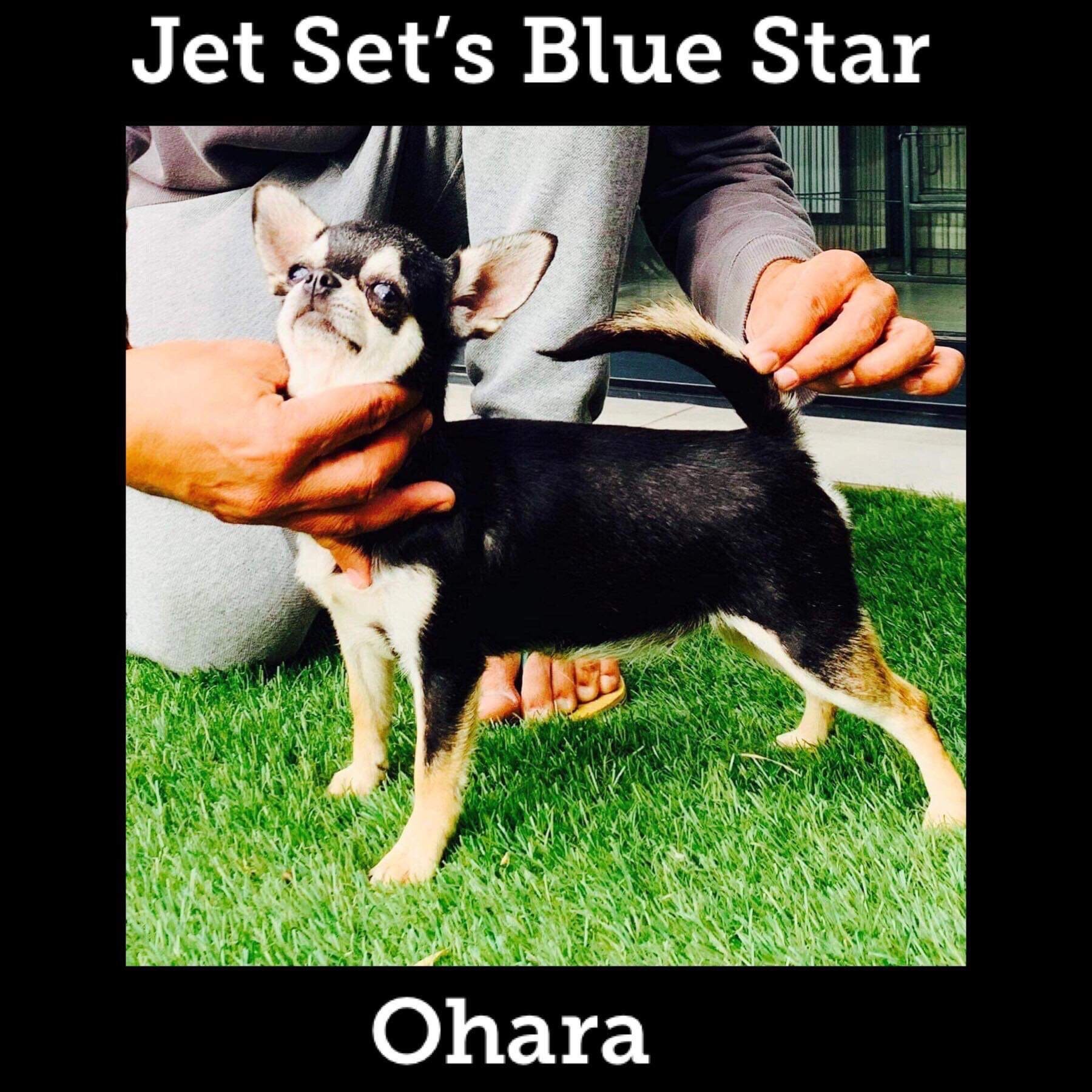 O hara Jet Set's Blue Star