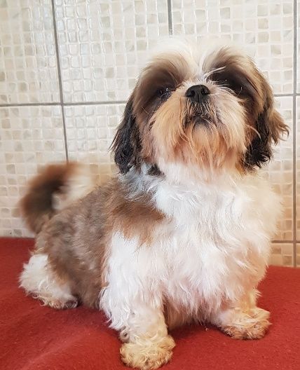 Jolie poupée Des poupons frises
