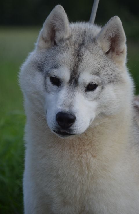 Les Siberian Husky de l'affixe   Of City Dream's