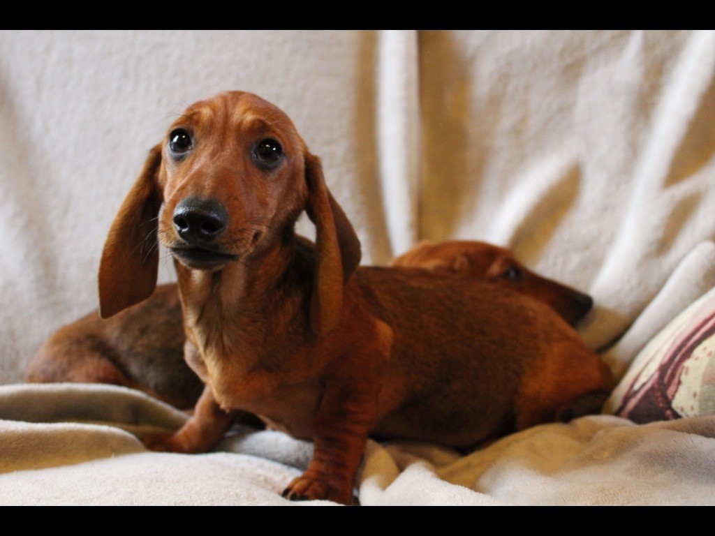 Accueil Elevage Du Logis De Beaumanoir Eleveur De Chiens