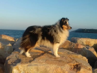 Étalon Shetland Sheepdog - O'new jersey Des Bergers Du Landas