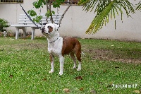 Étalon Staffordshire Bull Terrier - Monsieur leenox (Sans Affixe)