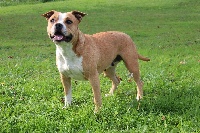 Étalon American Staffordshire Terrier - M'nala domaine de roujus