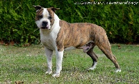 Étalon American Staffordshire Terrier - N'top gun du Domaine Passionnel d'Enzo