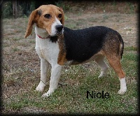 Étalon Beagle - Niole (Sans Affixe)