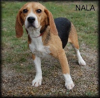 Étalon Beagle - Nala (Sans Affixe)
