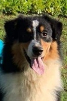 Étalon Berger Australien - Cash dit parker kennel kascaro