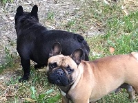 Étalon Bouledogue français - baikalskiy talisman Bebe my ultimate signature