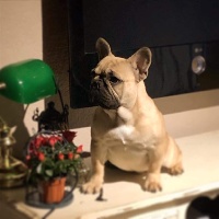 Étalon Bouledogue français - Secret Legend's Invioctavius
