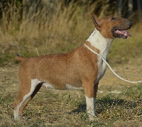 Étalon Bull Terrier - Kahlgazel Nawwaab
