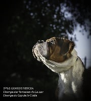 Étalon Bulldog continental - Opus Grande Piercea