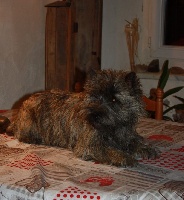 Étalon Cairn Terrier - Noomie du Harpouy D'Auzan