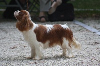 Étalon Cavalier King Charles Spaniel - Narnia de Nais Line
