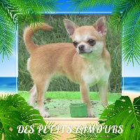 Étalon Chihuahua - Nacalina Des Petits Zamours