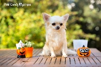 Étalon Chihuahua - pinc candy Mystique