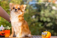 Étalon Chihuahua - New Litel Boss Nymeria
