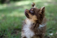 Étalon Chihuahua - Pixie d'Acca Larentia