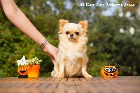 Étalon Chihuahua - litel boss Zeta catherine jones