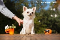 Étalon Chihuahua - New Litel Boss Never give up