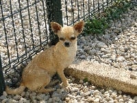 Étalon Chihuahua - Nina Of Elderflower Cottage