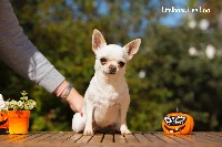Étalon Chihuahua - litel boss Lee loo