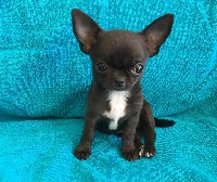 Étalon Chihuahua - Paco black Du Pays Des Cœurs Guimauves