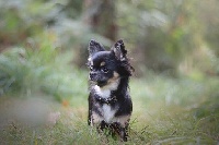 Étalon Chihuahua - Onyx d'Acca Larentia