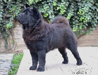 Étalon Chow Chow - suvenir midasa Darya aka kita